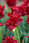 APRIL, RED FLOWERS, BLOOMS OF TULIP RED DRESS, BULBS