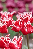 APRIL, RED, WHITE FLOWERS, BLOOMS OF TULIP ELEGANT CROWN, BULBS