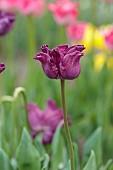 APRIL, PURPLE FLOWERS, BLOOMS OF TULIP CROWN OF NEGRITA, BULBS