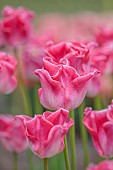APRIL, PINK FLOWERS, BLOOMS OF TULIP CROWN OF DYNASTY, BULBS