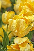 APRIL, YELLOW FLOWERS, BLOOMS OF TULIP YELLOW MADONNA, BULBS, PARROT TULIP