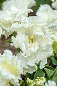 APRIL, WHITE FLOWERS, BLOOMS OF TULIP SUPER PARROT, BULBS