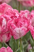APRIL, WHITE, PINK FLOWERS, BLOOMS OF TULIP SILVER PARROT, BULBS