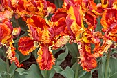 APRIL, ORANGE, YELLOW FLOWERS, BLOOMS OF TULIP RASTA PARROT, BULBS