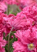 APRIL, PINK FLOWERS, BLOOMS OF TULIP POWER PARROT, BULBS