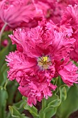 APRIL, PINK FLOWERS, BLOOMS OF TULIP POWER PARROT, BULBS