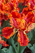 APRIL, ORANGE, YELLOW FLOWERS, BLOOMS OF TULIP RASTA PARROT, BULBS