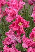 APRIL, PINK FLOWERS, BLOOMS OF TULIP POWER PARROT, BULBS