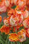 APRIL, ORANGE, GREEN FLOWERS, BLOOMS OF TULIP PARROT KING, BULBS
