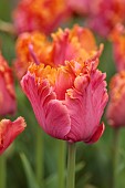 APRIL, ORANGE, PINK FLOWERS, BLOOMS OF TULIP AMAZING PARROT, BULBS