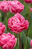 APRIL, PINK FLOWERS, BLOOMS OF TULIP VOGUE, BULBS