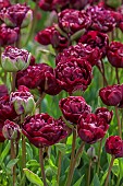 APRIL, PURPLE FLOWERS, BLOOMS OF TULIP MISTERY DREAM, BULBS