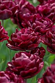 APRIL, PURPLE FLOWERS, BLOOMS OF TULIP CANYON, BULBS