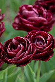 APRIL, PURPLE FLOWERS, BLOOMS OF TULIP CANYON, BULBS