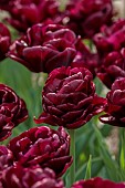 APRIL, PURPLE FLOWERS, BLOOMS OF TULIP CANYON, BULBS