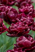 APRIL, PURPLE FLOWERS, BLOOMS OF TULIP CANYON, BULBS