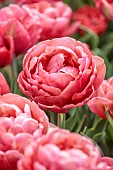 APRIL, FLOWERS, BLOOMS OF TULIP COPPER IMAGE, BULBS