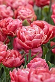 APRIL, FLOWERS, BLOOMS OF TULIP COPPER IMAGE, BULBS