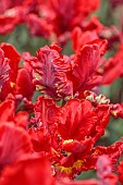 APRIL, RED FLOWERS, BLOOMS OF TULIP ROCOCO, BULBS