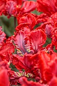 APRIL, RED FLOWERS, BLOOMS OF TULIP ROCOCO, BULBS