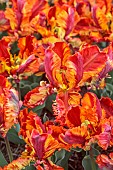 APRIL, ORANGE, YELLOW FLOWERS, BLOOMS OF TULIP RASTA PARROT, BULBS