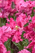 APRIL, PINK FLOWERS, BLOOMS OF TULIP POWER PARROT, BULBS
