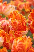 APRIL, ORANGE FLOWERS, BLOOMS OF TULIP PARROT KING, BULBS, PARROT TULIPS