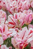 APRIL, RED, PINK FLOWERS, BLOOMS OF TULIP FLAMING ART, BULBS