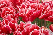 APRIL, RED, WHITE FLOWERS, BLOOMS OF TULIP DEE JAY PARROT, BULBS, PARROT TULIPS