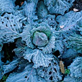 A FROSTY CABBAGE IN THE POTAGER AT BARNSLEY HOUSE GARDEN  GLOUCESTERSHIRE