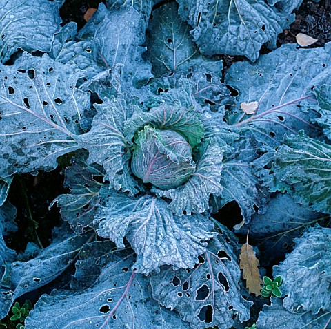 A_FROSTY_CABBAGE_IN_THE_POTAGER_AT_BARNSLEY_HOUSE_GARDEN__GLOUCESTERSHIRE