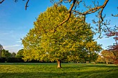 ASHBY MANOR HOUSE, NORTHAMPTONSHIRE: APRIL, LAWN, TREE, SPRING