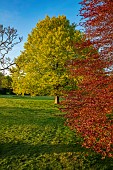 ASHBY MANOR HOUSE, NORTHAMPTONSHIRE: APRIL, SPRING, TREE