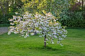 ASHBY MANOR HOUSE, NORTHAMPTONSHIRE: APRIL, SPRING, BLOSSOM, CHERRY TREE