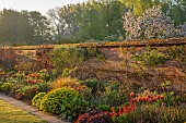 COUGHTON COURT, WARWICKSHIRE: MAY, LAWN, LONG BORDER, WALLED GARDEN, SUNRISE, TULIP BRONZE PERFECTION, EUPHORBIA POLYCHROMA
