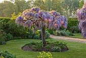 COUGHTON COURT, WARWICKSHIRE: MAY, WALLED GARDEN, SUNRISE, STANDARD WISTERIA CHINENSIS, SHRUBS