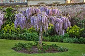 COUGHTON COURT, WARWICKSHIRE: MAY, WALLED GARDEN, SUNRISE, STANDARD WISTERIA CHINENSIS, SHRUBS