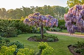 COUGHTON COURT, WARWICKSHIRE: MAY, WALLED GARDEN, SUNRISE, STANDARD WISTERIA CHINENSIS, SHRUBS