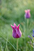 COUGHTON COURT, WARWICKSHIRE: MAY, SPRING, TULIP BALLARD, MEADOWS, ORCHARD