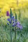 COUGHTON COURT, WARWICKSHIRE: MAY, CAMASSIA LEICHTLINII, MEADOWS, ORCHARD