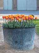 COUGHTON COURT, WARWICKSHIRE: MAY, COPPER CONTAINER PLANTED WITH TULIPS, TUKIP PRINCESS IRENE
