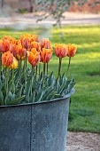 COUGHTON COURT, WARWICKSHIRE: MAY, COPPER CONTAINER PLANTED WITH TULIPS, TUKIP PRINCESS IRENE