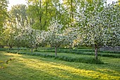 COUGHTON COURT, WARWICKSHIRE: MAY, SPRING, ORCHARD, MEADOWS, GRASS, LAWN, TREES, BLOSSOM