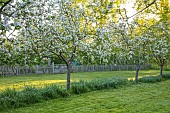 COUGHTON COURT, WARWICKSHIRE: MAY, SPRING, ORCHARD, MEADOWS, GRASS, LAWN, TREES, BLOSSOM