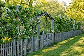 COUGHTON COURT, WARWICKSHIRE: MAY, SPRING, POTAGER, VEGETABLE GARDEN, WOODEN FENCES, FENCING, GATE, BLOSSOM