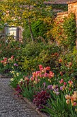 MORTON HALL GARDENS, WORCESTERSHIRE: KITCHEN GARDEN, BORDER, TULIP ANTOINETTE, AMAZING GRACE, DORDOGNE, BLACK HERO, IRIS MAUI MOONLIGHT, HEUCHERA AMETHYST MIST OR PLUM PUDDING