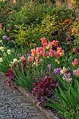 MORTON HALL GARDENS, WORCESTERSHIRE: KITCHEN GARDEN, BORDER, TULIP ANTOINETTE, AMAZING GRACE, DORDOGNE, BLACK HERO, IRIS MAUI MOONLIGHT, HEUCHERA AMETHYST MIST OR PLUM PUDDING
