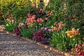 MORTON HALL GARDENS, WORCESTERSHIRE: KITCHEN GARDEN, BORDER, TULIP ANTOINETTE, AMAZING GRACE, DORDOGNE, BLACK HERO, IRIS MAUI MOONLIGHT, HEUCHERA AMETHYST MIST OR PLUM PUDDING