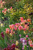 MORTON HALL GARDENS, WORCESTERSHIRE: KITCHEN GARDEN, BORDER, TULIP ANTOINETTE, AMAZING GRACE, DORDOGNE, BLACK HERO, IRIS MAUI MOONLIGHT, HEUCHERA AMETHYST MIST OR PLUM PUDDING
