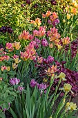 MORTON HALL GARDENS, WORCESTERSHIRE: KITCHEN GARDEN, BORDER, TULIP ANTOINETTE, AMAZING GRACE, DORDOGNE, BLACK HERO, IRIS MAUI MOONLIGHT, HEUCHERA AMETHYST MIST OR PLUM PUDDING